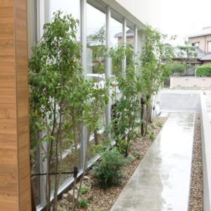 目隠しを兼ねたアプローチグリーン